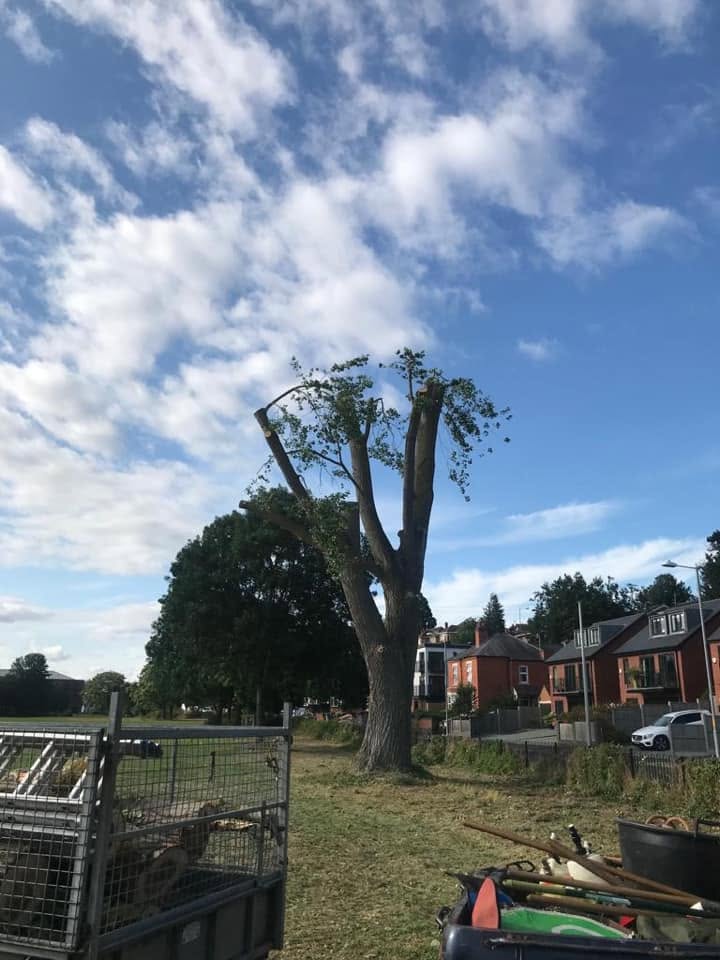 Heavily reduced tree on a public green, with a trailer of cut wood in front