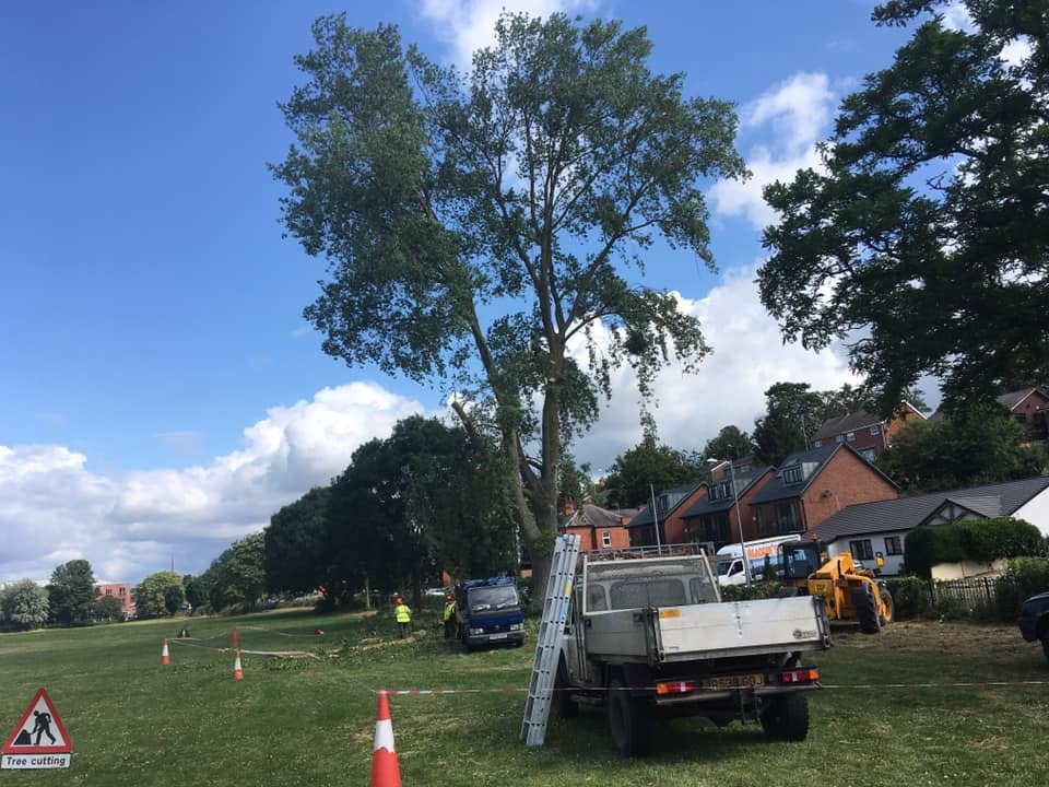 Pickup, ladders and cones set up beneath a tall tree on a green