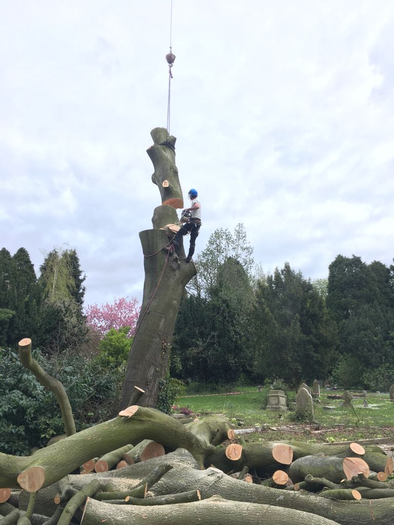 Climber on a crane line dismantling a large trunk, with cut timber stacked below
