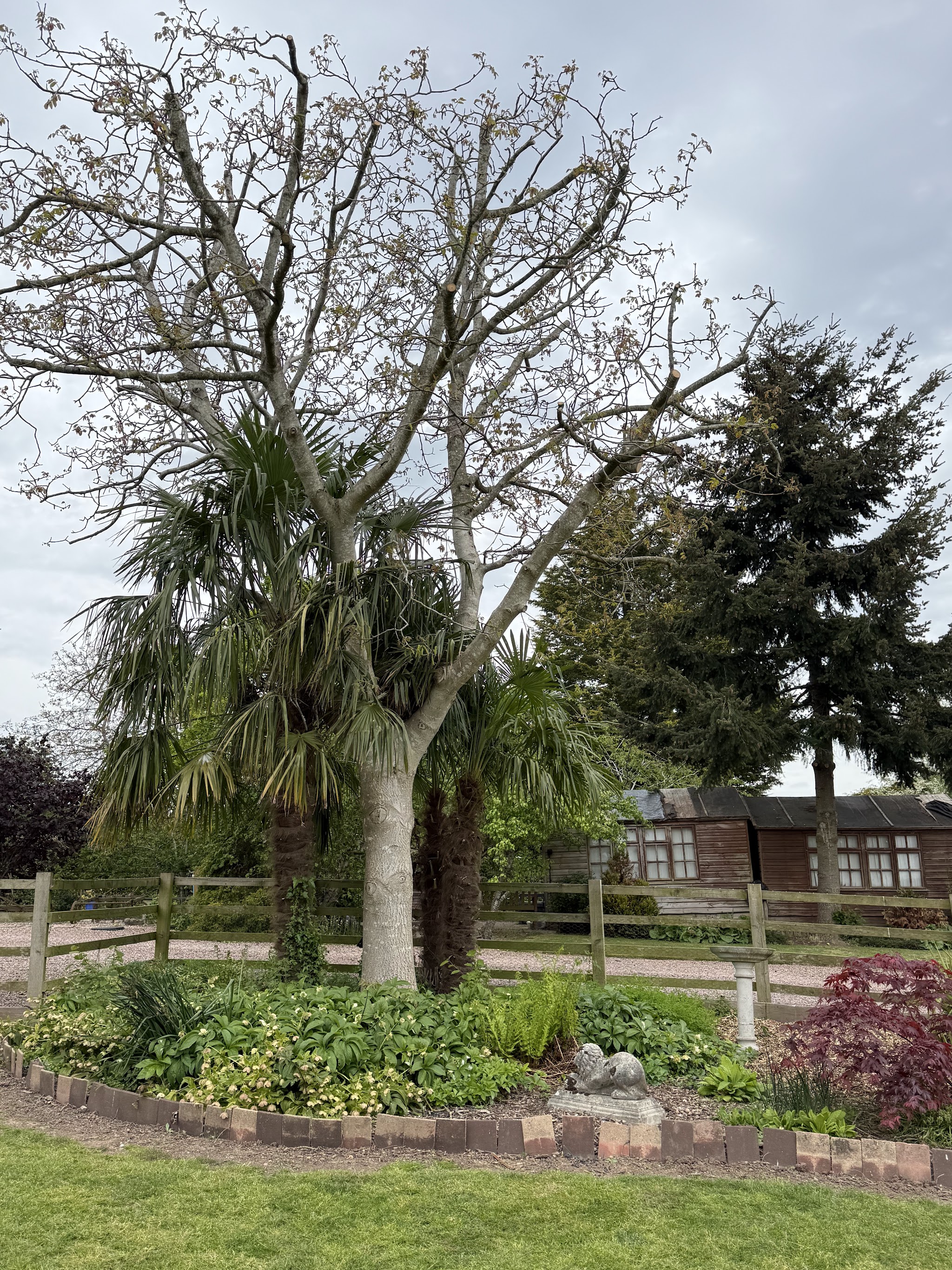 Helen’s garden after the work, with the trees tidied and shaped