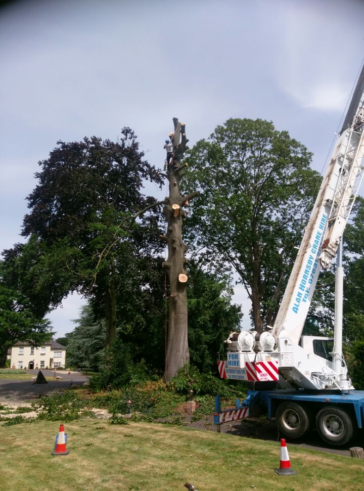 Mobile crane set up beside a reduced tree on a lawn, with cones out