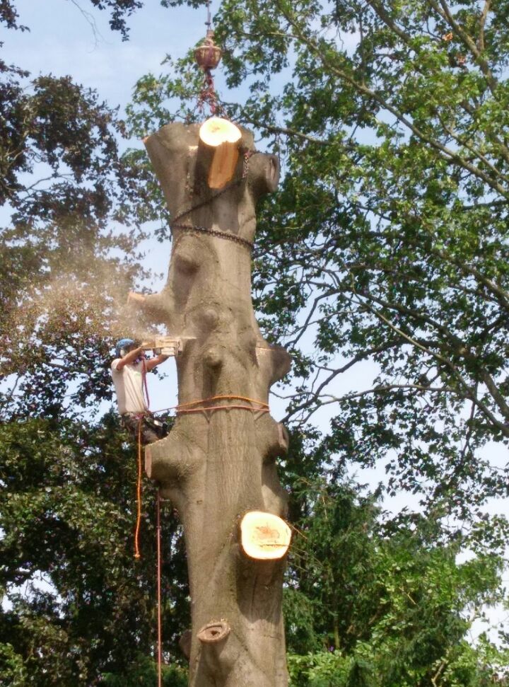 Climber roped in and sectioning a trunk with a chainsaw, sawdust flying