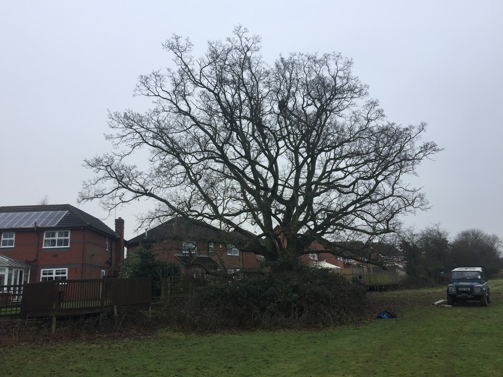 Large mature oak behind a row of houses, with the Land Rover parked up